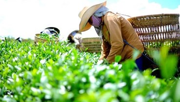 Xuất khẩu chè Việt Nam: Kỳ vọng phục hồi trong nửa cuối năm 2025