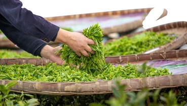 Sóng tăng giá chè toàn cầu: Cơ hội định vị thương hiệu chè Việt