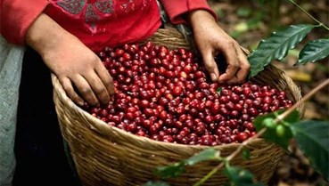 Mỗi lô hàng xuất khẩu sang EU phải có "giấy khai sinh"