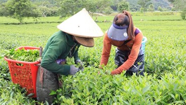 Một chén trà xanh – cả hồn quê thấm đẫm