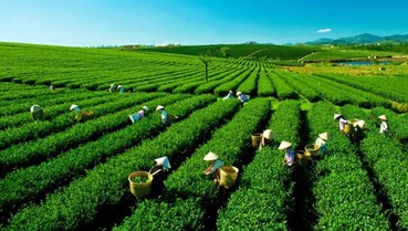 Để câu chuyện đưa trà Việt bay xa