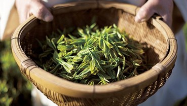 Hương vị trà - Ngôn ngữ tinh tế của thiên nhiên 
