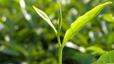 Trở về vị gốc: Trà tươi và xu hướng uống nguyên bản lên ngôi
