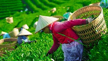 Chè Việt trước ngưỡng bứt phá: Thu hẹp khoảng cách giá, mở cánh cửa phân khúc cao cấp