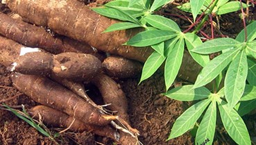  “Cây sắn tiến công” - Ký ức một thời nuôi quân, giữ nước