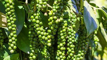 Hạt tiêu Việt Nam giữ vững vị trí số 1 tại thị trường Mỹ