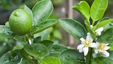 Cây chanh – Gia vị nhỏ, giá trị lớn trong đời sống người Việt