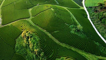 Theo dấu những đồi chè xanh