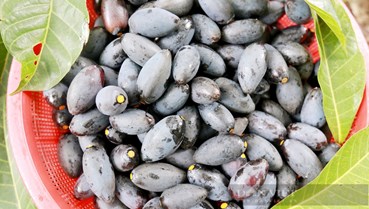 Mùa trám đen ở Hà Tĩnh: Đặc sản vùng cao mang lại tiền triệu mỗi ngày