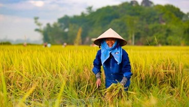 Mái nhà của nông dân Việt Nam