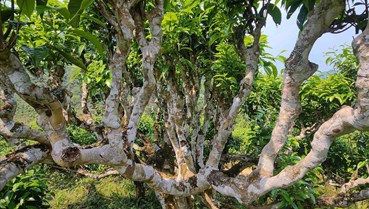 Theo dấu những “cụ” chè trăm tuổi giữa đại ngàn