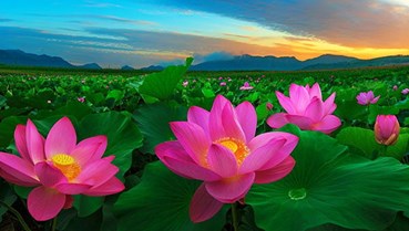 Cây sen Việt Nam