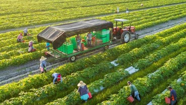Nông nghiệp Việt Nam: Vững vàng trên hành trình xanh hóa và bứt phá xuất khẩu