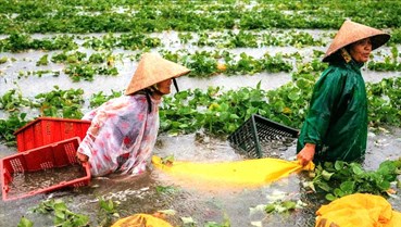 Mãi thương người nông dân
