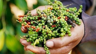 Xuất khẩu hồ tiêu Việt Nam tăng mạnh
