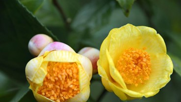 Trà hoa vàng - Bí mật của sức khỏe và sắc đẹp từ thiên nhiên Việt