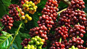 Cà phê, điều và tiêu bứt phá ngoạn mục, phá kỷ lục xuất khẩu