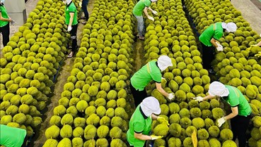 Xuất khẩu nông, lâm, thủy sản bứt phá kỷ lục: Bệ phóng mới cho nông nghiệp Việt