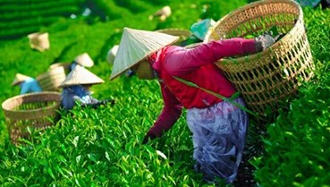 Hơn 400 container chè Việt mắc kẹt tại Pakistan: Ngành chè đứng trước nguy cơ đứt gãy chuỗi sản xuất