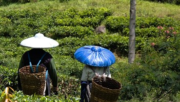 Trà đen Kenya – Hương vị cao nguyên xích đạo trên bản đồ trà thế giới