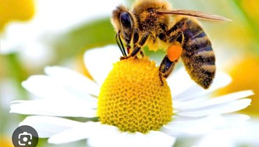 Người thợ mộc đam mê nghề ong và khát vọng xây dựng sản phẩm OCOP