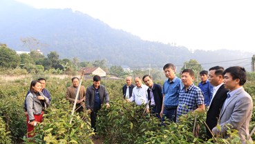 Xã Vân Sơn học tập mô hình trồng ba kích hiệu quả tại Đạo Trù