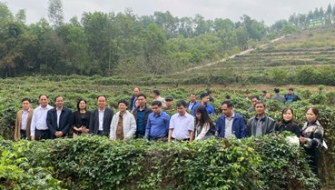 Xã Đạo Trù học tập mô hình trồng sâm tại Phúc Hòa