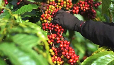 Cà phê Việt Nam trước ngưỡng cửa chuỗi giá trị mới