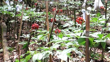 Sâm Ngọc Linh: Khoảng trống truyền thông trong một ngành hàng chiến lược