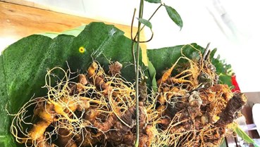 Sâm Ngọc Linh trước cơ hội trở thành ngành kinh tế dược liệu chủ lực