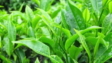 Giá trị của trà xanh đối với sức khỏe 