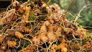 Đánh thức “quốc bảo” từ đại ngàn