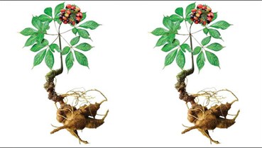 Sâm Ngọc Linh trong xu hướng phòng ngừa và nâng cao sức khỏe thời hiện đại