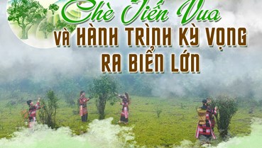 Bài cuối: Chè tiến vua và hành trình kỳ vọng ra biển lớn