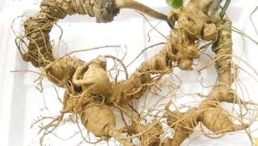 Từ dược liệu quý đến ngành kinh tế tỷ đô: Kỳ vọng mới với sâm Ngọc Linh