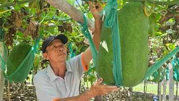 Làng Chánh Trạch và “vườn địa đàng” của những quả bí đao khổng lồ