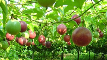 Chanh leo Việt Nam vươn mình "đại công phá" thị trường tỷ dân