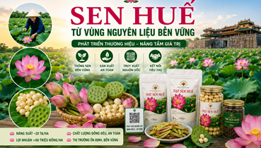 Phát triển thương hiệu sen Huế từ vùng nguyên liệu bền vững