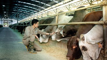 Tập đoàn Hòa Phát dẫn đầu thị trường bò Úc, khẳng định lợi thế cạnh tranh cao cấp