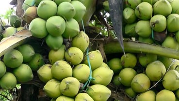 Dừa Việt – “sản vật tỷ USD” vươn tầm thế giới