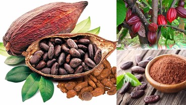 Ca cao Việt: Top ngon thế giới, vỏ quả thành tài nguyên xanh
