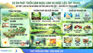 Đà Nẵng tiếp nhận hồ sơ dự án Sâm Ngọc Linh 1.206 ha của THACO AGRI