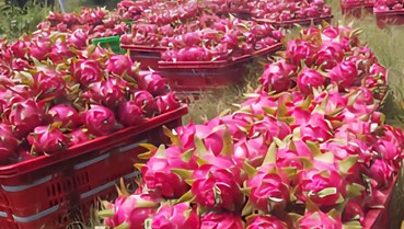 Thanh long Việt xuất khẩu trăm triệu USD: Giá trị gia tăng lại chảy ra nước ngoài?