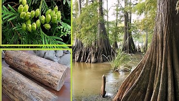 Loài cây quý hiếm bậc nhất Việt Nam: Gỗ thơm, trị bệnh, giá hàng trăm triệu đồng