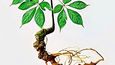 Hợp tác phát triển Sâm Ngọc Linh: Bước đi chiến lược cho ngành dược liệu Việt Nam