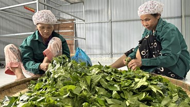 Giữ hồn quê trong từng tách chè Tiên Phước