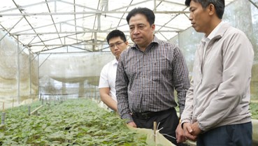 Đà Nẵng ưu tiên bảo tồn nguồn gen sâm Ngọc Linh