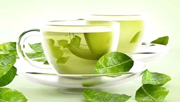 Chè vằng: “vàng xanh” từ vùng gò đồi Quảng Trị