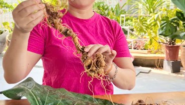 Đà Nẵng khơi dậy giá trị từ nguồn sâm Việt