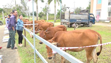 Đoàn 516 đồng hành cùng người dân Núi Thành phát triển sinh kế